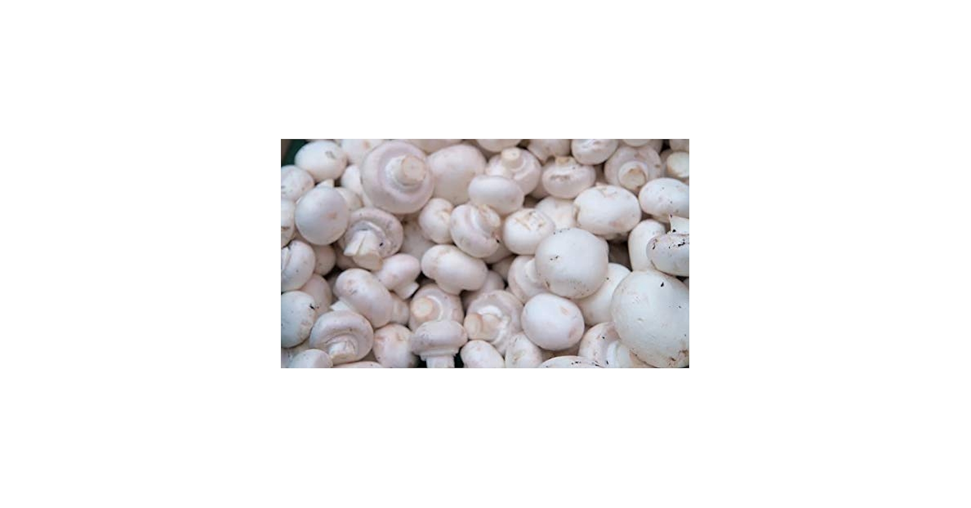 Amazon.com : Dried Mushroom Seeds - 1 oz of White Button