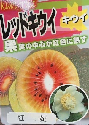 Amazon.co.jp: キウイフルーツ：紅妃 こうひ （メス木） 赤実キウイ 