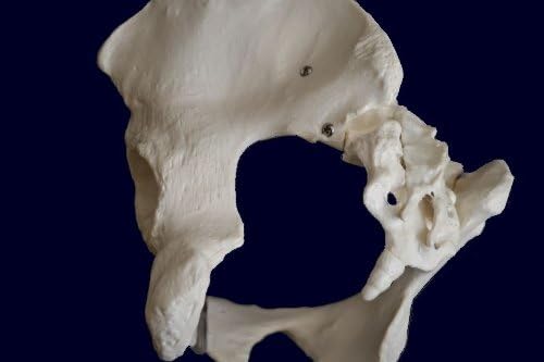 Medical Anatomical Female Pelvis Skeleton Model, Life Size