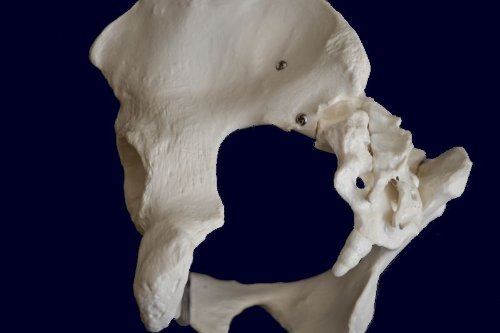 Medical Anatomical Female Pelvis Skeleton Model, Life Size