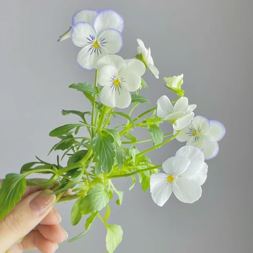 100 pz semi di viola del pensiero resistenti - semi di fiori amichevoli per le, regalo da giardino, piante di viola del pensiero (viola tricolore) piante da esterno, piante esotiche