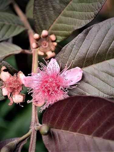 Image of Rare Guava Fruit Plant (Punjab Red Apple, Hybrid) Exotic 1 Fruit Plant,CF SG39
