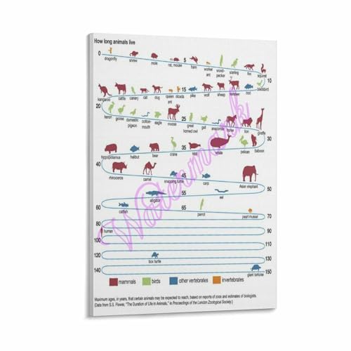 Animal Lifespan1 Educational Poster, How Long Animals Live Timeline Chart