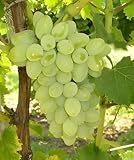 Pixies Gardens Thompson Seedless White Grapes, Outdoor Vine, Full Sun, 4.5 ft Height, USDA Zones 5-9 (1 Gallon/Potted/Single)