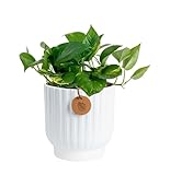 Costa Farms Golden Pothos Live Plant, Devil's Ivy in Decorative Pot, Easy to Maintain, Air Purifying Indoor Houseplant, Home, Room, or Office Decor, House Warming or Birthday Gift, 12-14 Inches Tall