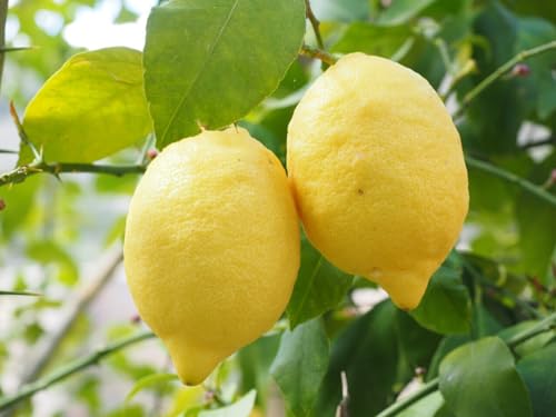 Eureka Lemon-5+ Seeds for Home Gardening and Planting Seeds