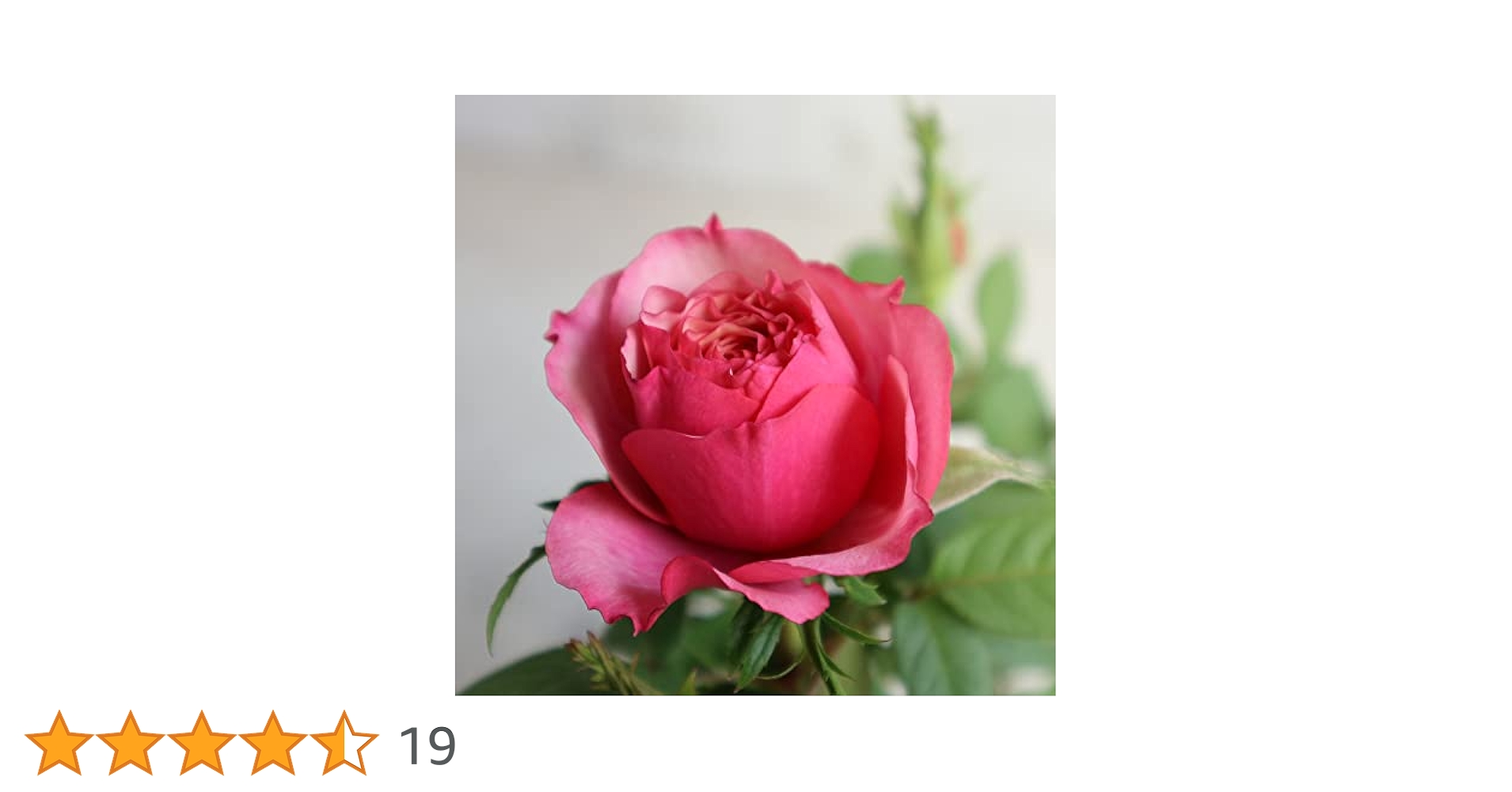 迷宮に咲く花 蒔菜　SP3枚 迷宮に咲く花 蒔菜 SP3枚 2025年最新】迷宮に咲く花 蒔