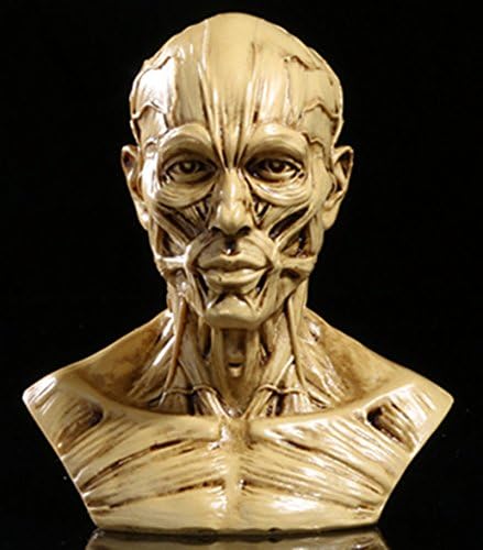 Image of Aendu Portable Human Model Craft Anatomy Skull Head Muscle Bone Medical Artist Drawing Study, As shown in the figure
