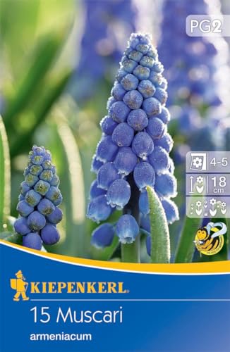 Kiepenkerl Armenische Traubenhyazinthe - Blumenzwiebeln für Bienenfreundliche Gärten, Dekorative Kobaltblaue Hyazinthen, Ideal für Kübel und Kästen