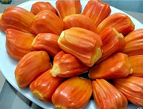 Image of HYBRID Thai Pink /Red Jackfruit Plant. 1 Live Grafted Red Jackfruit Plant Plants Tree Height 1.5-2 FT Height
