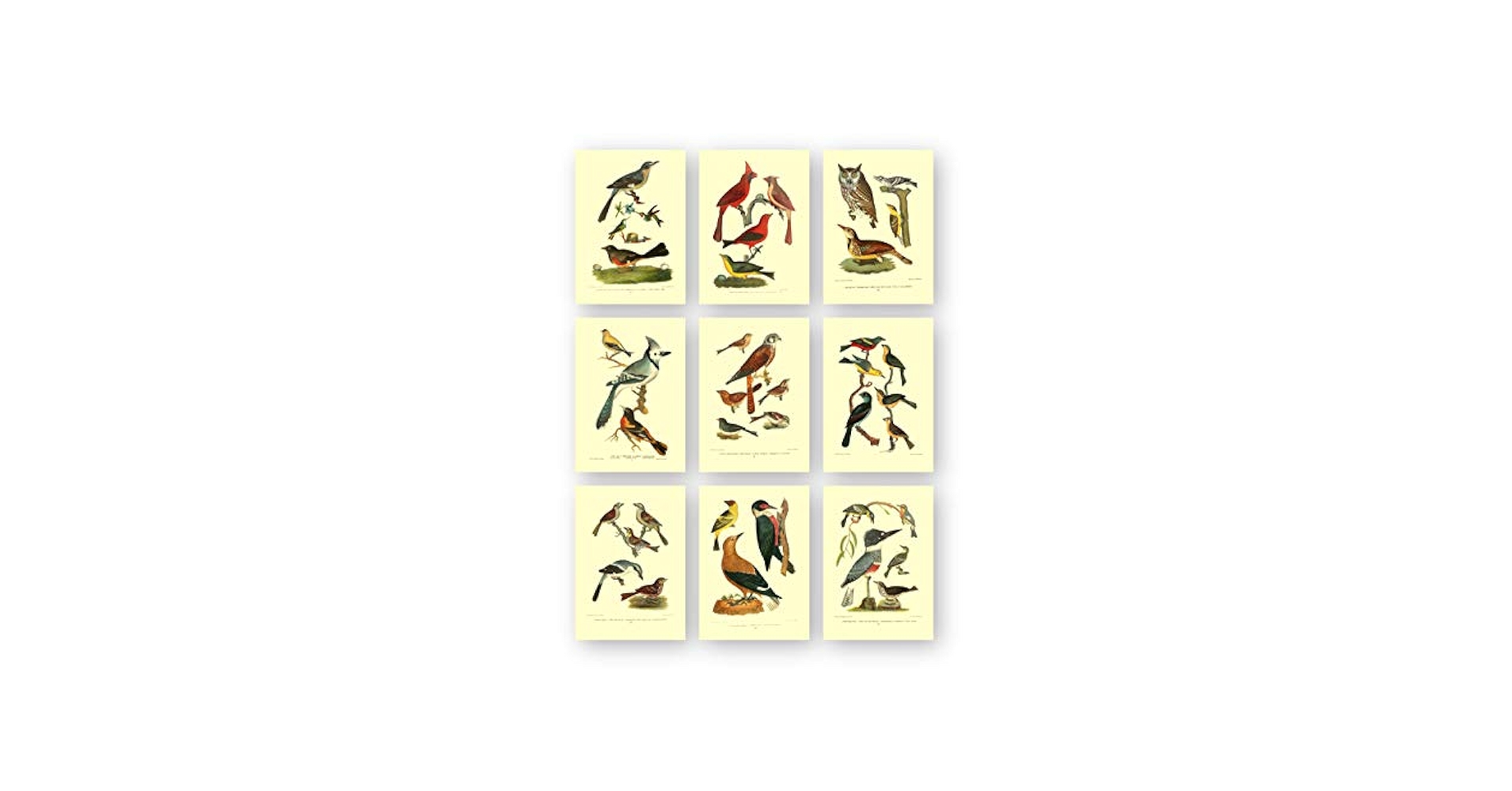 アート・デザイン・音楽 CLASSIC NATURAL HISTORY PRINTS BIRDS 41IsGxw8CrL._SY200_QL15_.jpg