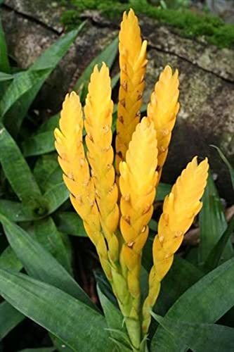 Radha Krishna Agriculture® Curcuma alismatifolia, commonly called Siam tulip Curcuma Flower Bulbs For Home Gardening Planting (Orange, Pack Of 3 Bulbs)-image-25