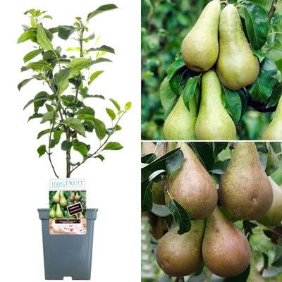 Image of Long Nashpati Fruit Plant | Live Pear Tree | Healthy Plant for Home Garden, Terrace & Outdoor Gardening | Pack of 1