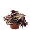 Zebrakraut – echte Zimmerpflanze, Tradescantia Zebrina – Höhe ca. 8 cm, Topf-Ø 6 cm