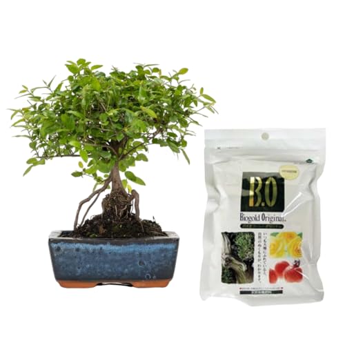 Verdecora Bonsái Sageretia 5 años | En maceta de cerámica 15x10x5cm + Biogold 900gr | Sageretia theezans | Planta Natural de Interior | Follaje Compacto y Elegante | Ideal para Decoración Zen y Regalo