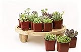 Plants R Us | 20 Pack Succulents