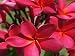 Hawaiian Red Plumeria Plant Cutting ~ Grow Hawaii by Kanoa Hawaii