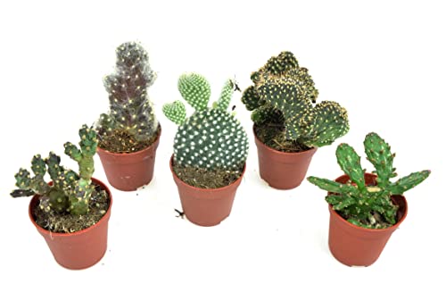 DIXIESTORE Opuntia Cactus Mix 5 Pflanzen - Opuntia Kaktus - Topf-Sukkulente - Luftreinigend - Lebende Topfpflanze - Topfdurchmesser 5 cm