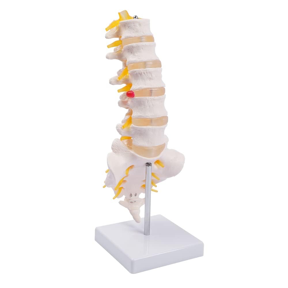 Myaskro® - Lumbar Spine Model | Life Size Human Lumbar Vertebrae Anatomy Model with Sacrum and Spinal Nerves Medical Chiropractor Medical Student Study Teaching Demonstration Model (B0CRQLTCHR) Amazon Price History, Amazon Price Tracker
