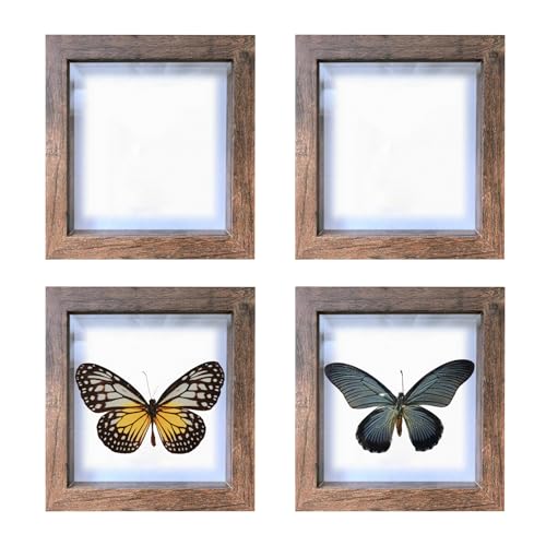 4 PCS Butterfly Display Case Shadow Box Frame, Insect Display