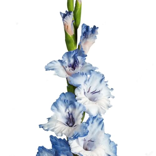 Gladiolus Bulbs. -Strong Plants That Grow Well Mix Golden Jade Carving Feels Beautiful-8 Bulbs-C