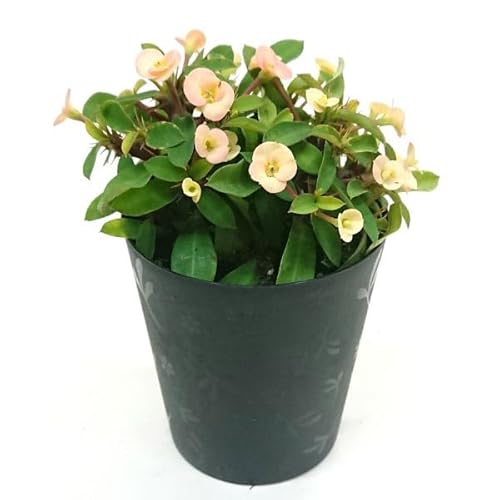 [tHrA ԃL niL 3.5 10.5cm v  A  ϗtA A Ԕ  񂹐A t[