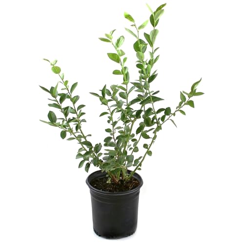 Blueberry Biloxi Shrub - Spring, Summer, Self-Pollinating Prolific...