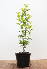 Hibiskus-Pflanze