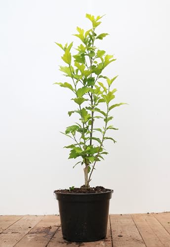 Hibiscus syriacus 'Blue Chiffon' 40–60 cm – Winterhart, Mehrjährig, Pflegeleicht – Gartenhibiskus – Heckenpflanze für Garten & Sichtschutz