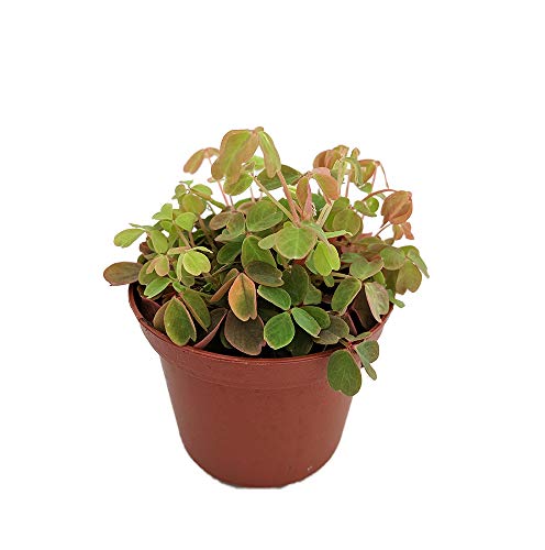 Coppertones Shamrock Plant - Oxalis -Indoors/Out - 2.5' Pot