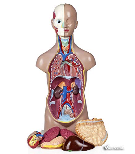 Vision Scientific Vat104 11 Parts Sexless Human Torso | Head Showing Section Of Brain | Neck Dissected Exposes Muscular, Neural, Vascular And Glandular Structure | Reveal Major Body Systems |W Manual #TOP5