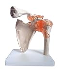 Anatomy Model of Human Shoulder Joint Bones Ð Anatomical Joint Models for Teaching Ð Life Size - With Rotator Cuff Shoulder