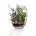 Produktbild MornBee großes klares Glas-Fischglas, 17,5 x 14 cm, große Öffnung, Glas-Pflanzgefäß, Luftpflanzenhalter, Glas-Terrarium