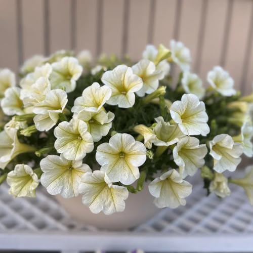 petunien hängend mehrjährig - exotisch, winterhart alte sorten 500samen