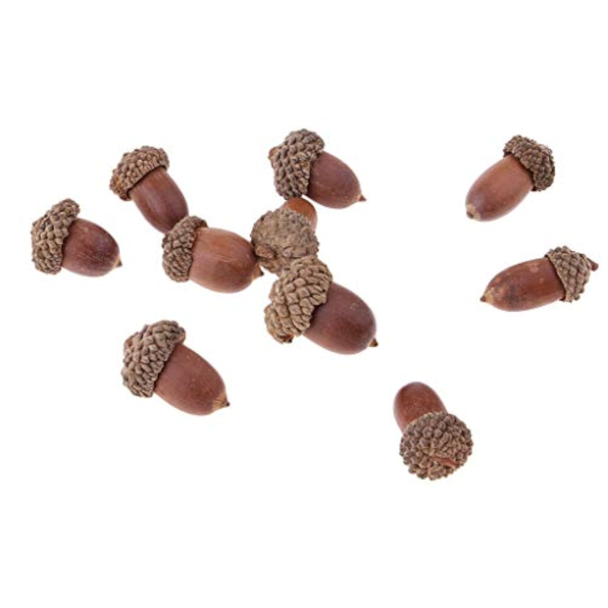 Rustic Dried Acorns for Home Decor