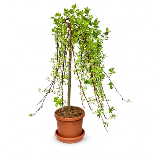 Weeping Pussy Willow Live Tree in 6 Inch Pot, Tree of Enchantment Willow Plant for Patio, Porch or Garden