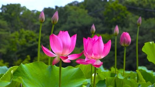 Image of PINK NELUMBO NUCLEAR. LOTUS. PODDO FLOWER PLANT)