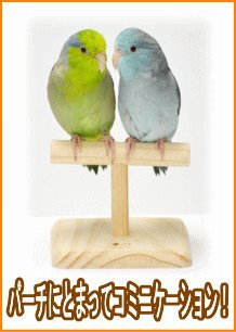 【kana】ローパーチ、止まり木セット Amazon | [三晃商会]小鳥用木製スタンダードパーチT型