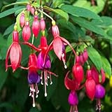 Big Sale!Pink Purple Bell Flowers Fuchsia Seeds Potted Flower Seeds Plants Hanging Fuchsia Flowers 50 Seed/Lot,#834LU9