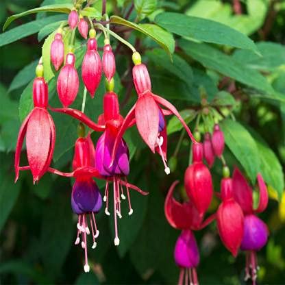Big Sale!Pink Purple Bell Flowers Fuchsia Seeds Potted Flower Seeds Plants Hanging Fuchsia Flowers 50 Seed/Lot,#834LU9