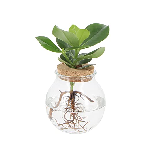 KENTIS - Clusia Pianta Idroponica - Clusia Rosea Princess in elegante Vaso di Vetro - Idrocultura - Pianta Vera da Appartamento - H 30-40 cm Vaso Ø 12 cm