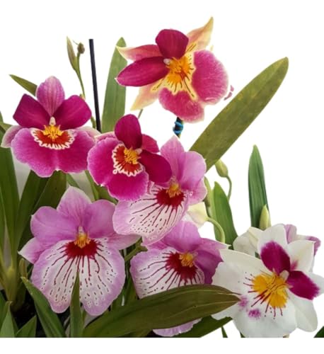 Kit de Plantas de Orquídeas Miltonia Colombianas para Adultos