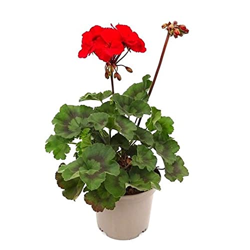 Geranio con Flor de Temporada Planta Natural de Exterior e Interior