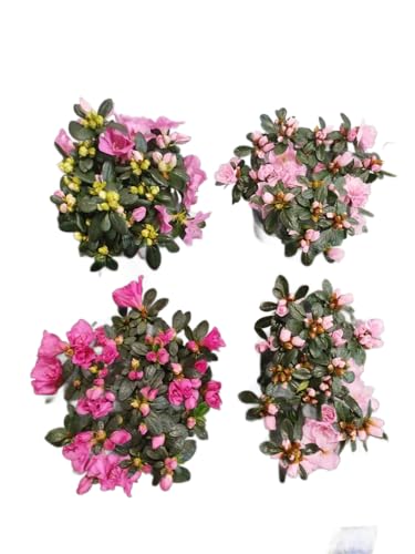 Azalea Rosa Pack 4 Plantas Naturales con Flores de Color Rosa