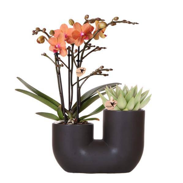Ensemble d'orchidée Bolzano orange et succulente dans un pot tubulaire décoratif noir - Taille du pot : 9 cm de diamètre - Plante d'intérieur à fleurs - Fraîche de l'éleveur