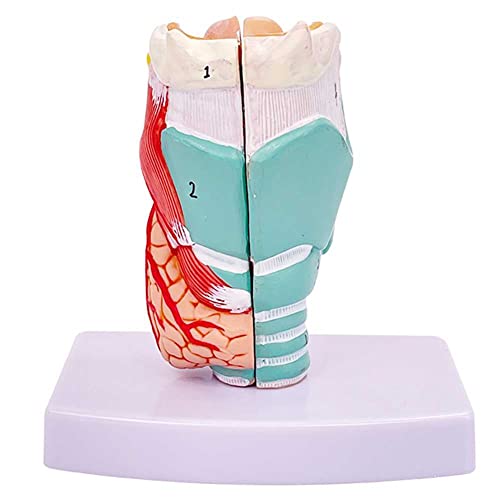 Modèle larynx grandeur nature AMITD pour compréhension anatomie structure larynx humain