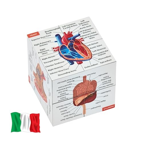 Cubo di Studio Anatomia Umana IN ITALIANO | Studia 9 parti del corpo...