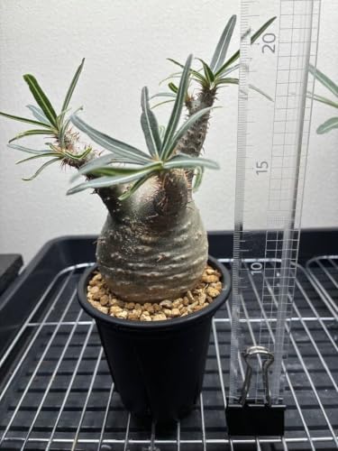 観葉植物 コーデックス 塊根植物」の人気商品一覧・価格比較 - 価格.com