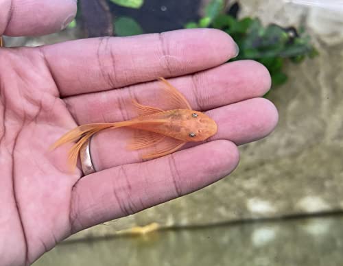 Longfin Blue Eye Lemon Bristlenose Plecos L144 Juvenile 1.5'-2' Live Arrival Plecostomus Freshwater...