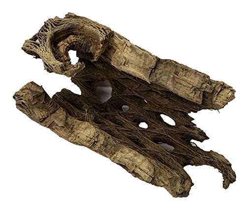 Awesome Industries Natural Cholla Wood Chunk Air Plant Display Holders Individually Unique Decorative Stands Holder (Cholla Chunk)